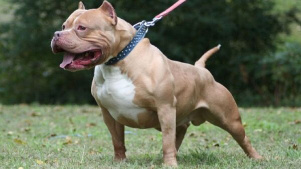 Perros pitbull matan a un hombre y hieren a otro en Mariano Roque Alonso