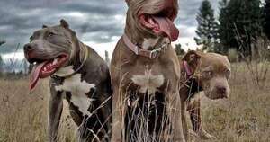 La Nación / Perro que mordió a hombres sería mestizo, porque los de raza pura no atacan, afirma Aso Pitbull