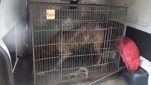 Mortal ataque de pitbull: Dueño de perros es un abogado que tenía orden de captura y fue detenido