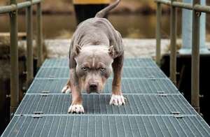 El doloroso relato de la hija del hombre que murió tras ataque de pitbulls - Nacionales - ABC Color