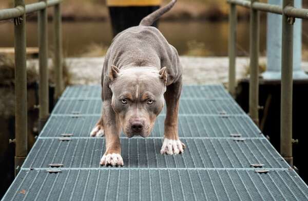 El doloroso relato de la hija del hombre que murió tras ataque de pitbulls - Nacionales - ABC Color
