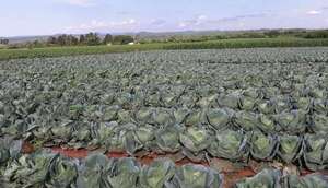 BCP actualizó su Índice de Precios del Productor e incorporó más rubros - Negocios - ABC Color