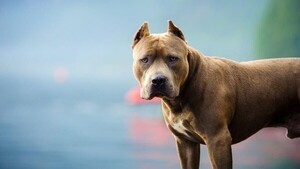 “El problema no es la raza, es el dueño”: especialista explica cómo prevenir ataques de perros
