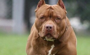 Ataque de Pitbull: un hombre murió y otro está grave