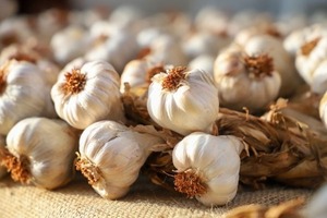 Reactivación del cultivo del ajo apunta a crecer hasta abastecer mercado local - ADN Digital