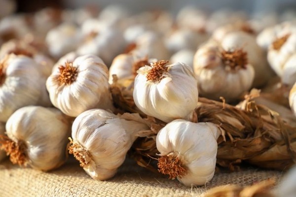 Reactivación del cultivo del ajo apunta a crecer hasta abastecer mercado local - ADN Digital