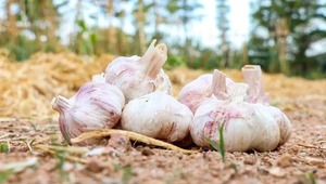 Paraguay apuesta a la reactivación del cultivo de ajo - 1000 Noticias