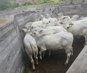 Taurus inició central de pruebas para evaluar, seleccionar y potenciar la producción de carne