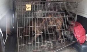 Mortal ataque de pitbulls: Dueño de perros es un abogado que tenía orden de captura y fue detenido – Prensa 5