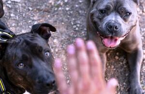Pitbulls matan a uno y hieren a otro en Remanso •