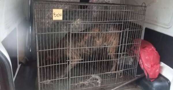 Diario HOY | Detienen a dueño de perro que atacó en MRA, cuenta con orden de captura por otro hecho