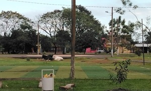 Vacas sueltas en la plaza San Isidro de Coronel Oviedo - OviedoPress