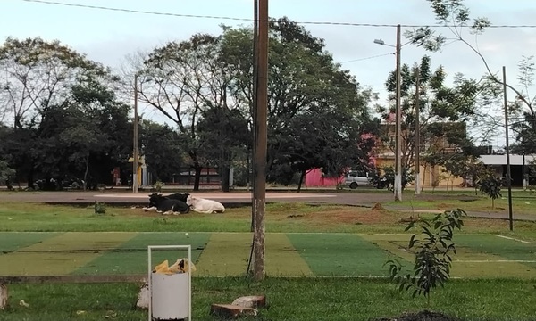 Vacas sueltas en la plaza San Isidro de Coronel Oviedo - OviedoPress