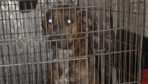 Policía aclara que no hay pitbulls entre los “sospechosos” de ataque mortal  - Noticiero Paraguay