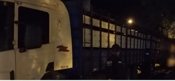 Cae camión con 63 vacas que nadie sabe de dónde salieron