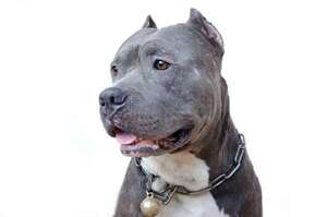 Perro de raza pitbull: tené en cuenta esto para educarlo - Mascotas - ABC Color