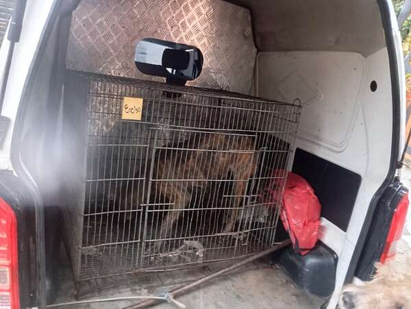 Ataque fatal de perros en MRA: autopsia se realizará esta tarde - Policiales - ABC Color