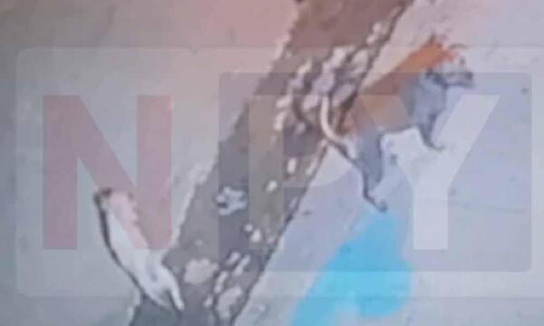 Testigo alertó sobre ataque de perros, pero el dueño le dijo: “Chespirito nomás es” – Prensa 5