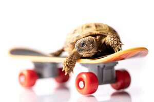 Día Mundial de la Tortuga: diez datos fascinantes que no sabías sobre ellas - Ciencia - ABC Color