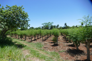 Empresa paraguaya sigue afianzando presencia de la moringa como motor de crecimiento agrícola – La Mira Digital