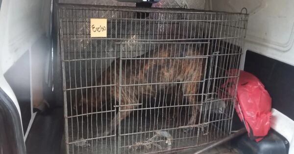 La Nación / Ataque mortal de perros: autopsia a víctima se realizará esta tarde