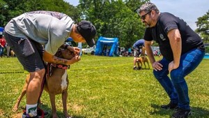Asociación Pitbull Paraguay: “Un pitbull es para cualquiera, pero cualquiera no es para un pitbull”