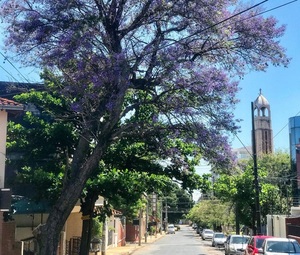 Vecinos de Las Mercedes reforestan barrio con árboles nativos