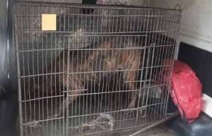 Encerraron al perro que causó muerte de karai y agarraron al dueño: tenía orden de captura por otra causa