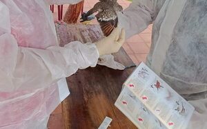 Mades monitorea aves silvestres nativas y migratorias para determinar ausencia del virus aviar - .::Agencia IP::.