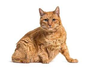 Enfermedades comunes en gatos viejos y cómo identificarlas antes de que empeoren   - Mascotas - ABC Color