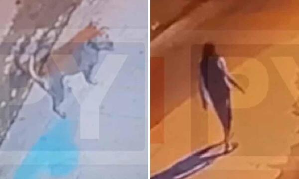 Ataque de perros en MRA: Autopsia a víctima mortal determinará la raza del animal – Prensa 5