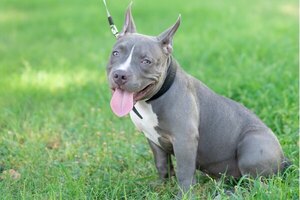 Instan a ciudadanos con perros pitbull a instruirlos para evitar casos como el de MRA - 1000 Noticias