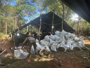 Concepción: eliminan importante cargamento de marihuana - trece