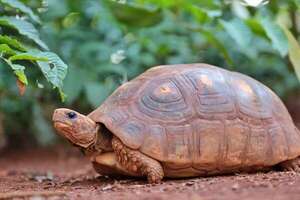 Hoy es el Día de la Tortuga: ¿qué especies hay en Paraguay?  - Nacionales - ABC Color