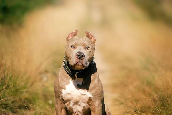 Decomisan otro pitbull: una familia lo tenía en condiciones deplorables en Presidente Hayes - Nacionales - ABC Color