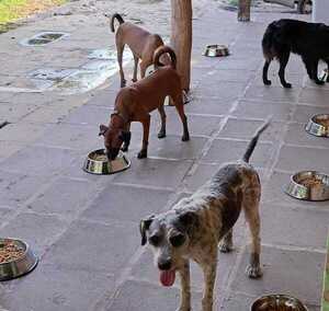 "Dame una pata Paraguay" solicita ayuda para salvar a 40 perritos - trece
