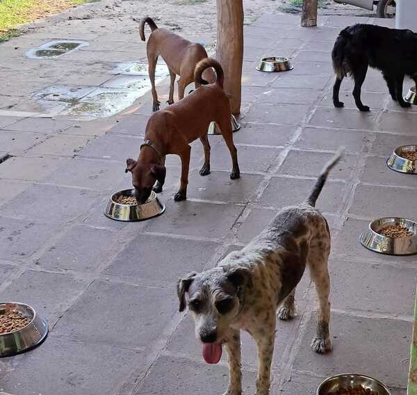 "Dame una pata Paraguay" solicita ayuda para salvar a 40 perritos - trece