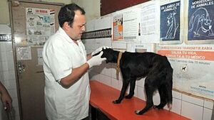 Realizan investigación epidemiológica, tras ataque de pitbull en Mariano