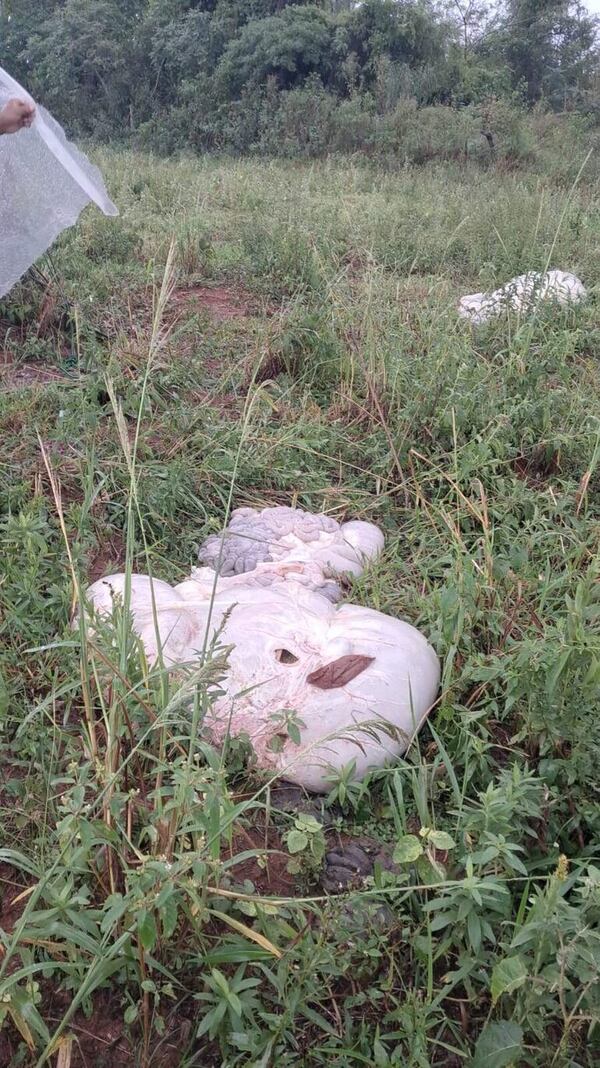 Incontenible abigeato genera millonarias pérdidas en distritos de Paraguarí - Nacionales - ABC Color