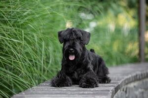 Razas de perros que no toleran bien la soledad: lo que debés saber antes de adoptar - Mascotas - ABC Color