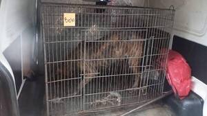 Roque Alonso: propietario de perros que mataron a un hombre fue imputado - trece