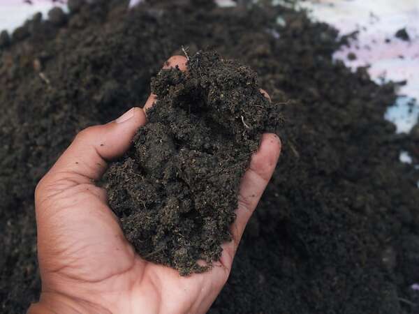 Invitan a realizar pasta biodinámica, el “barro que sana a los árboles” - Ciencia - ABC Color