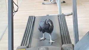 Úrsula, la cuerva que controla a los que van al gym