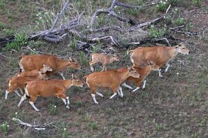 Camboya: trasladan con helicóptero a una especie bovina en peligro de extinción - Ciencia - ABC Color