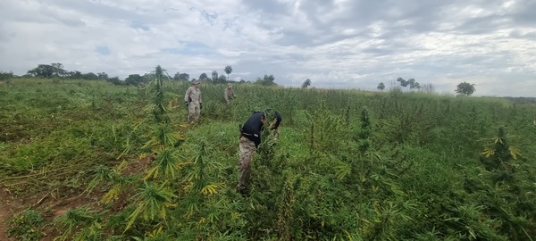 Destruyen 40 hectáreas de marihuana e incineran unos 300 kilos de droga ya embolsada - 1000 Noticias