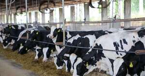La Nación / Producción de leche en el Chaco se reactiva con perspectivas de crecimiento y mejoramiento