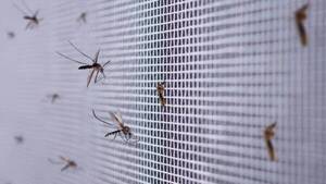 Se dispara a full LA VENTA DE MOSQUITEROS