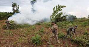 Diario HOY | Cuarenta hectáreas de marihuana en Sidepar: ¿son de alias Macho?