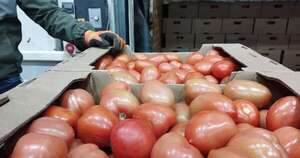 La Nación / Precio del tomate se dispara tras restricciones a las importaciones, reporta gremio de comerciantes