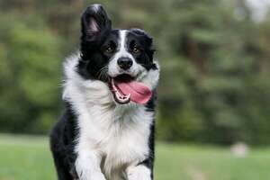 Mascotas que no son para cualquiera: razas de perros que requieren experiencia previa - Mascotas - ABC Color